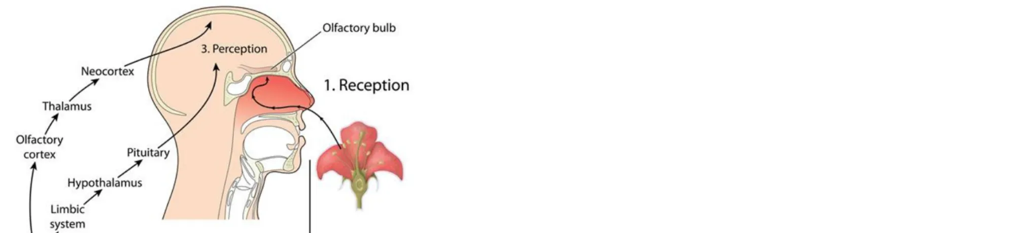 Rest and Digest versus Fight or Flight