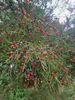Kahikatea berries at Turua, baby trees so I can see the berries - normally they are very high up.