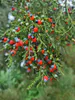 Kahikatea berries
