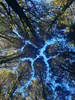 Kahikatea trees displaying "Crown shyness" Seeley Gully, Hamilton
