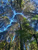 Kahikatea trees displaying "Crown shyness" Seeley Gully, Hamilton