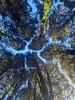 Kahikatea trees displaying "Crown shyness" Seeley Gully, Hamilton