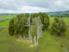 Kahikatea trees on Hauraki Plains, not fenced off.