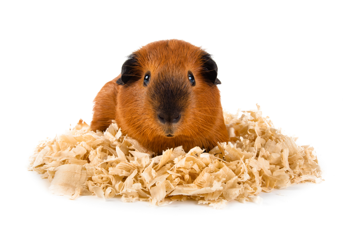 100% natural bedding for animals nz