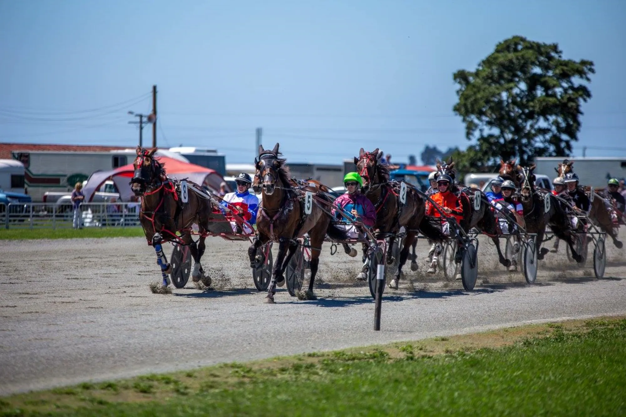 Harness Racing in Nelson