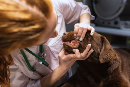 teeth-check-dental-dog-veterinarian