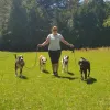 Canine Behaviour & Training