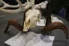 Cory Jone's Wild ram trophy