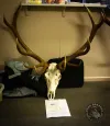 Matt Vincent - 12 point 287 4/8