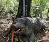 Nice Boar shot by a member