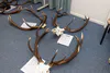 Red stag entries