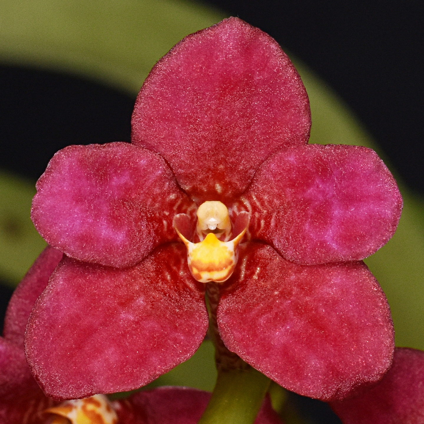 Sarcochilus Sunvale Heidihart 'Emma-Jin' AM NZOS