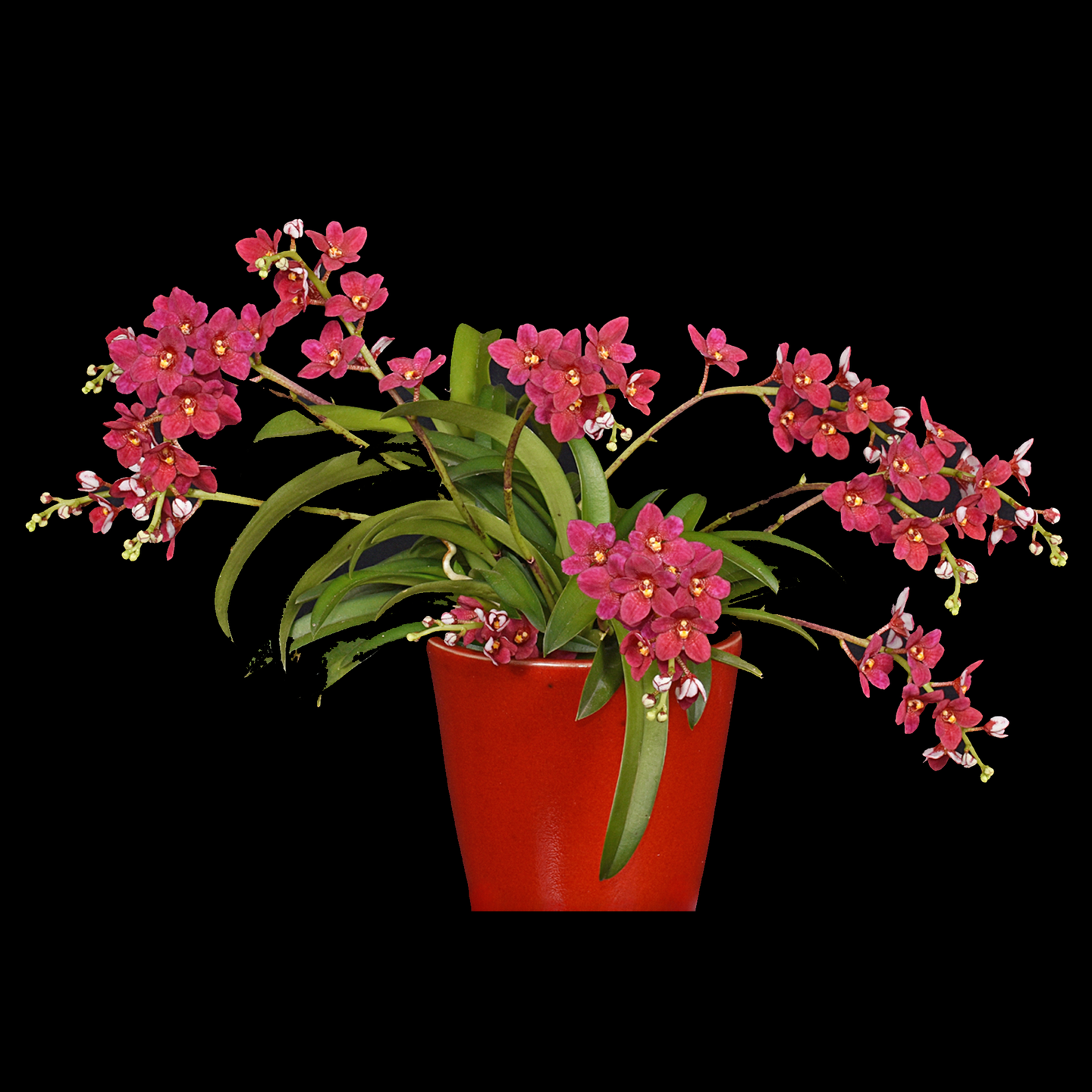 Sarcochilus Sunvale Heidihart 'Emma-Jin' AM NZOS