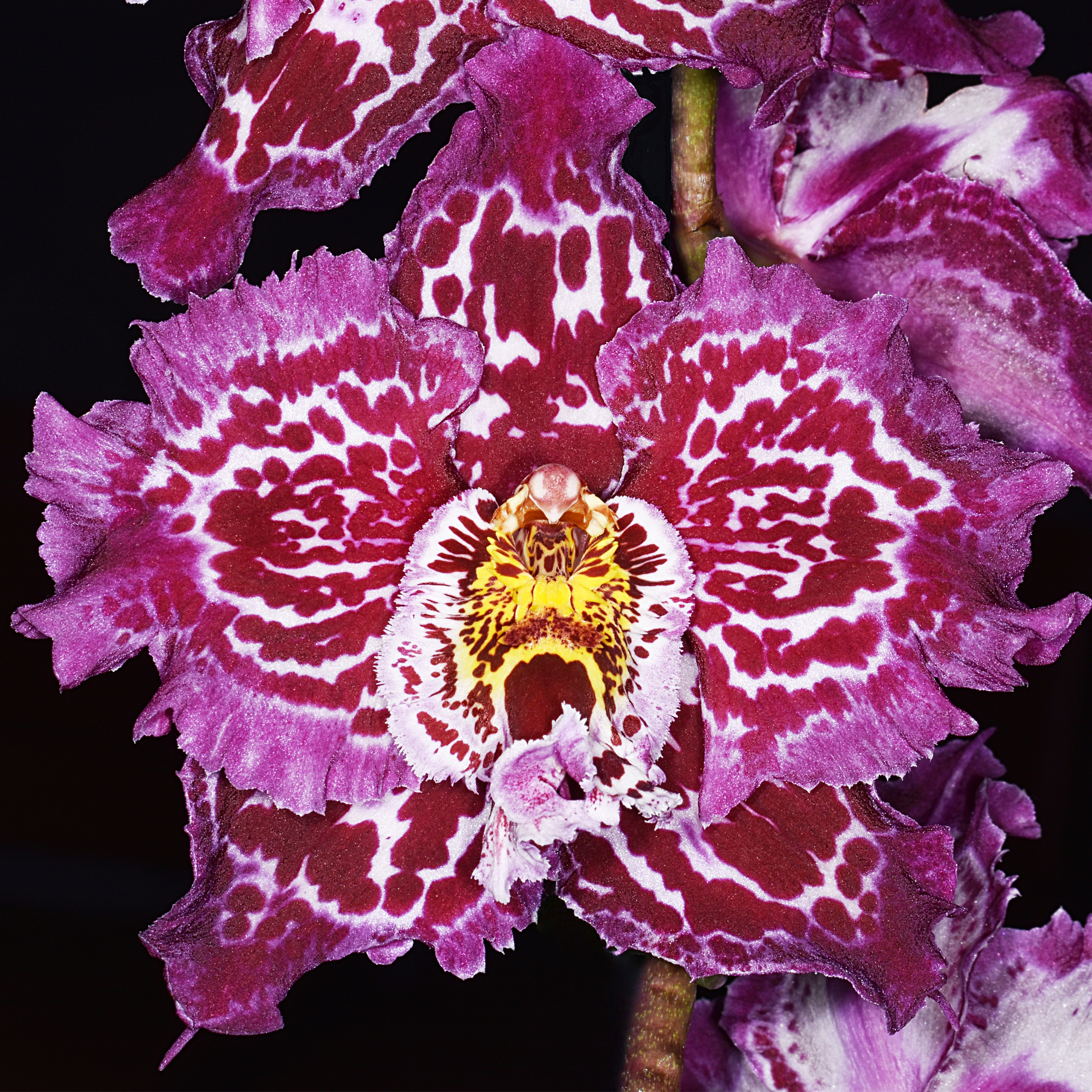 Oncidium Redvale Roadmap ‘Bayswater’ AM/NZOS 