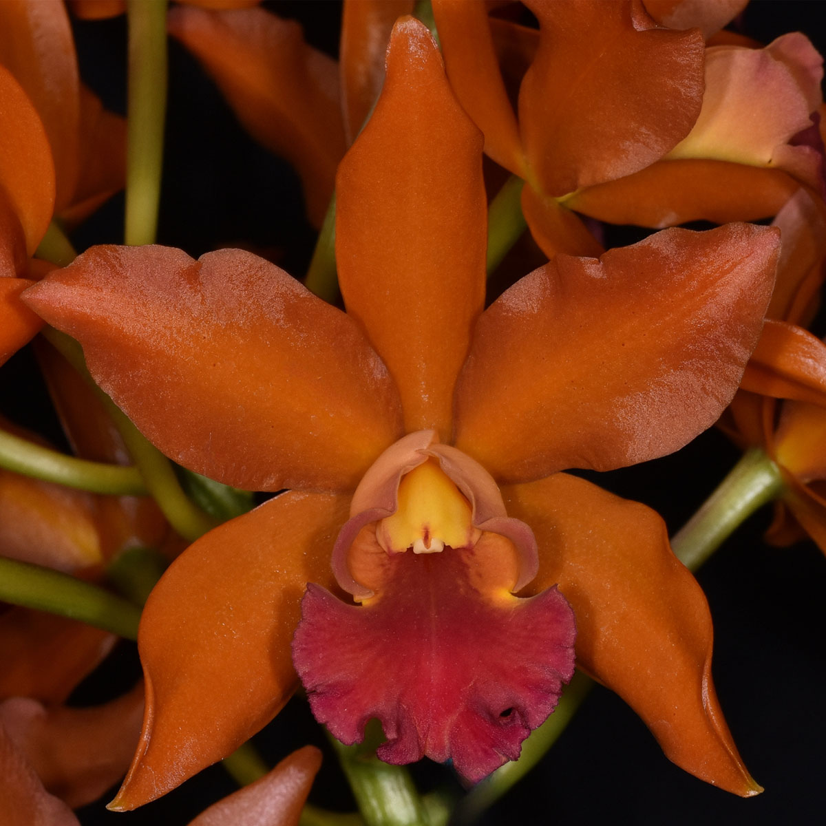 Rhyncattleanthe Nobile’s Ambar, AM/NZOS