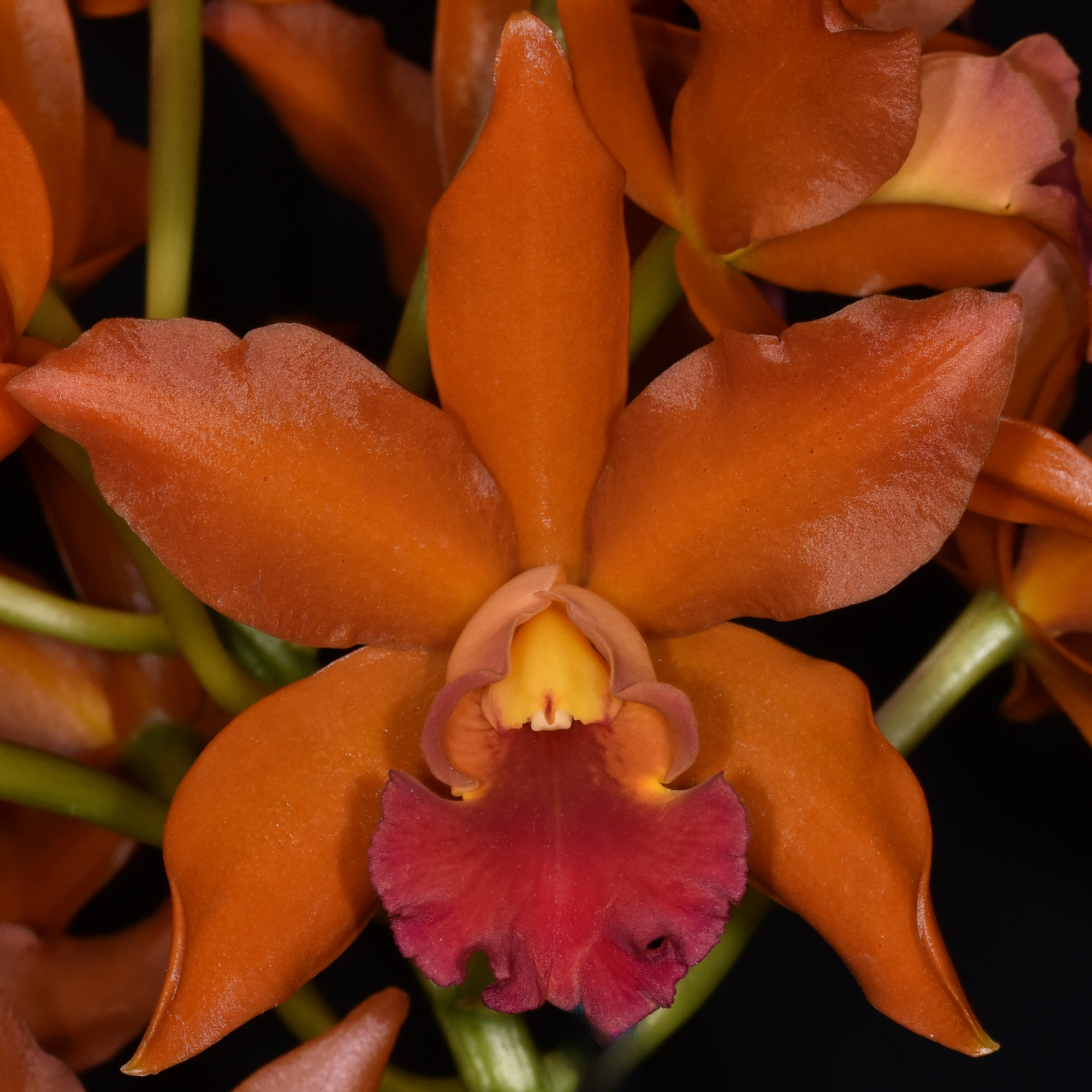 Rhyncattleanthe Nobile’s Ambar ‘Eeny’ AM/NZOS 