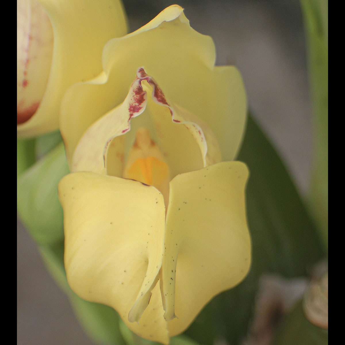 Anguloa cliftonii ‘Joao’, AM NZOS