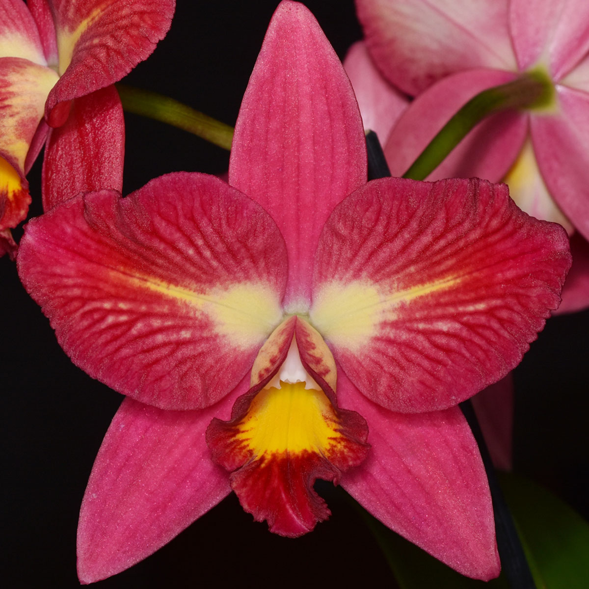 Cattleya Angel Star ‘Susan‘ AM/NZOS