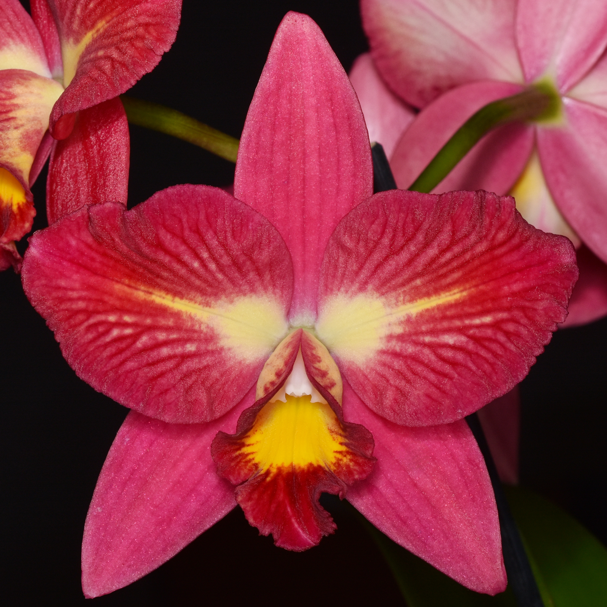 Cattleya Angel Star ‘Susan‘ AM/NZOS