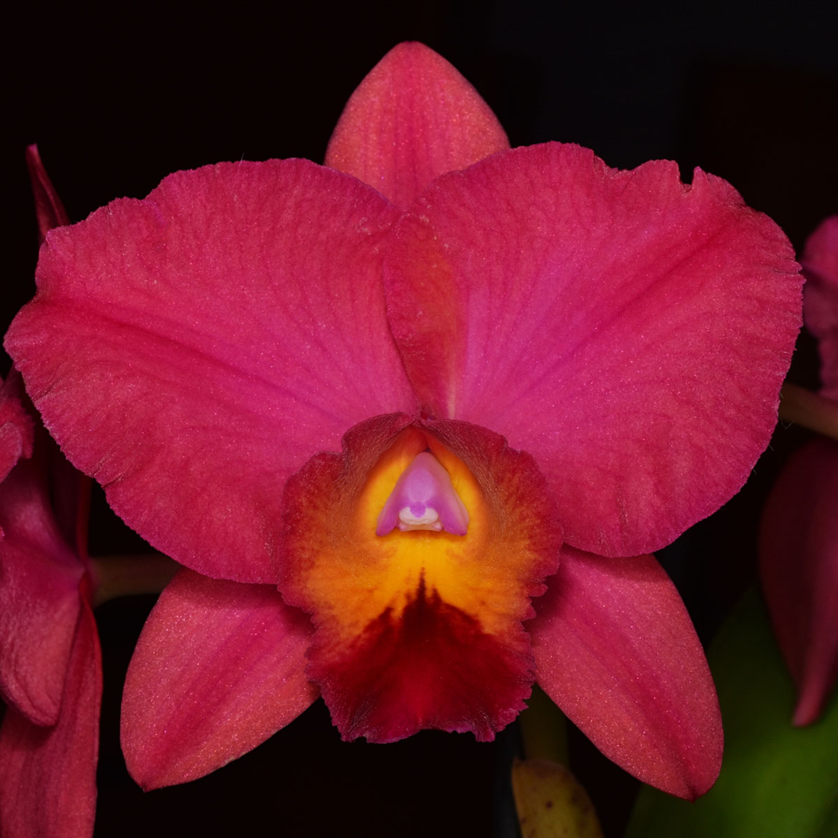 Cattleya Lindy Lou Bayswater, AM/NZOS