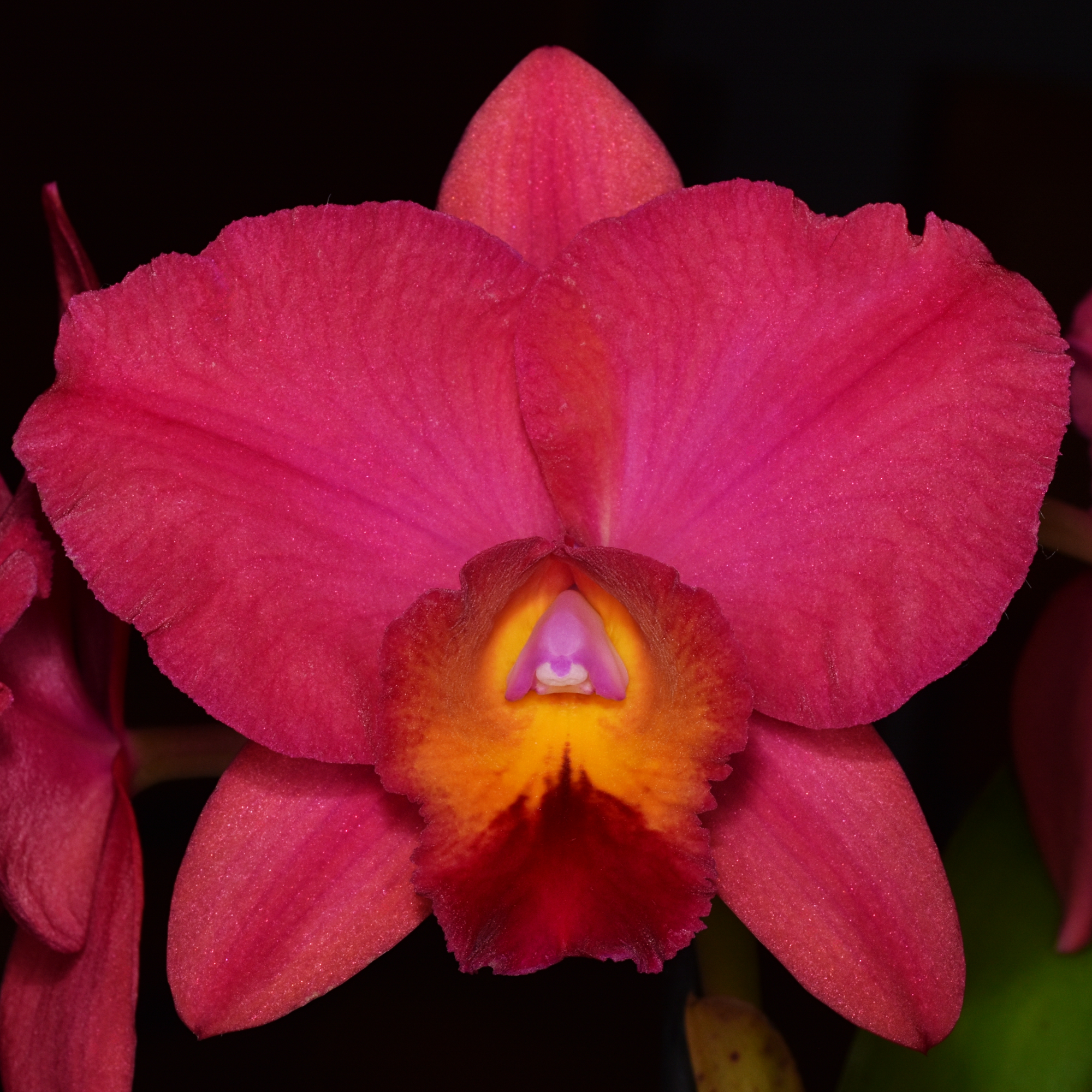 Oncidium Susan Tucker ‘Albany‘ HCC/NZOS