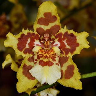 Oncidium Susan Tucker ‘Albany‘ HCC/NZOS