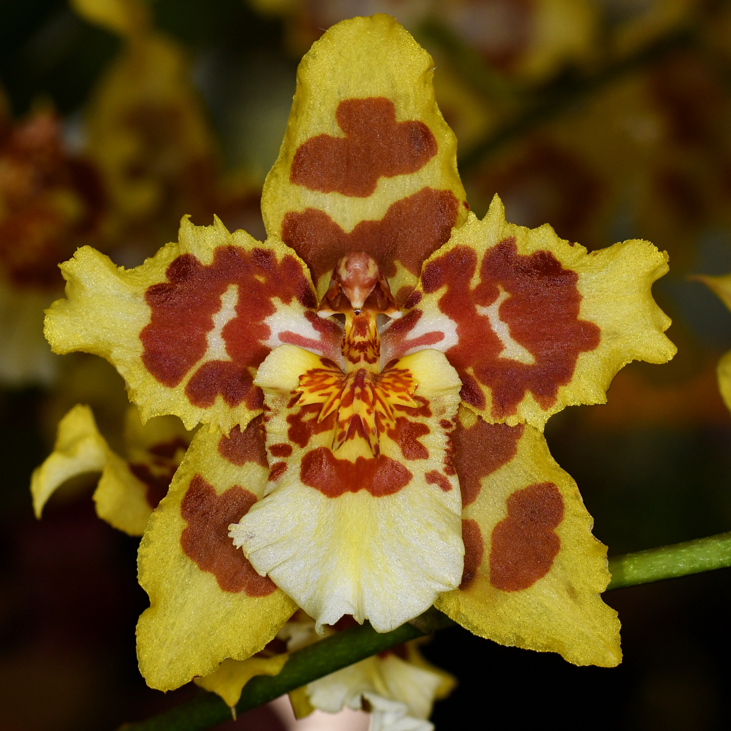 Oncidium Susan Tucker ‘Albany‘ HCC/NZOS