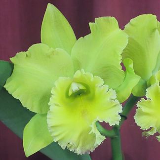 Rhyncholaeliocattleya Village Chief Green ‘Tainan ‘ AM/NZOS