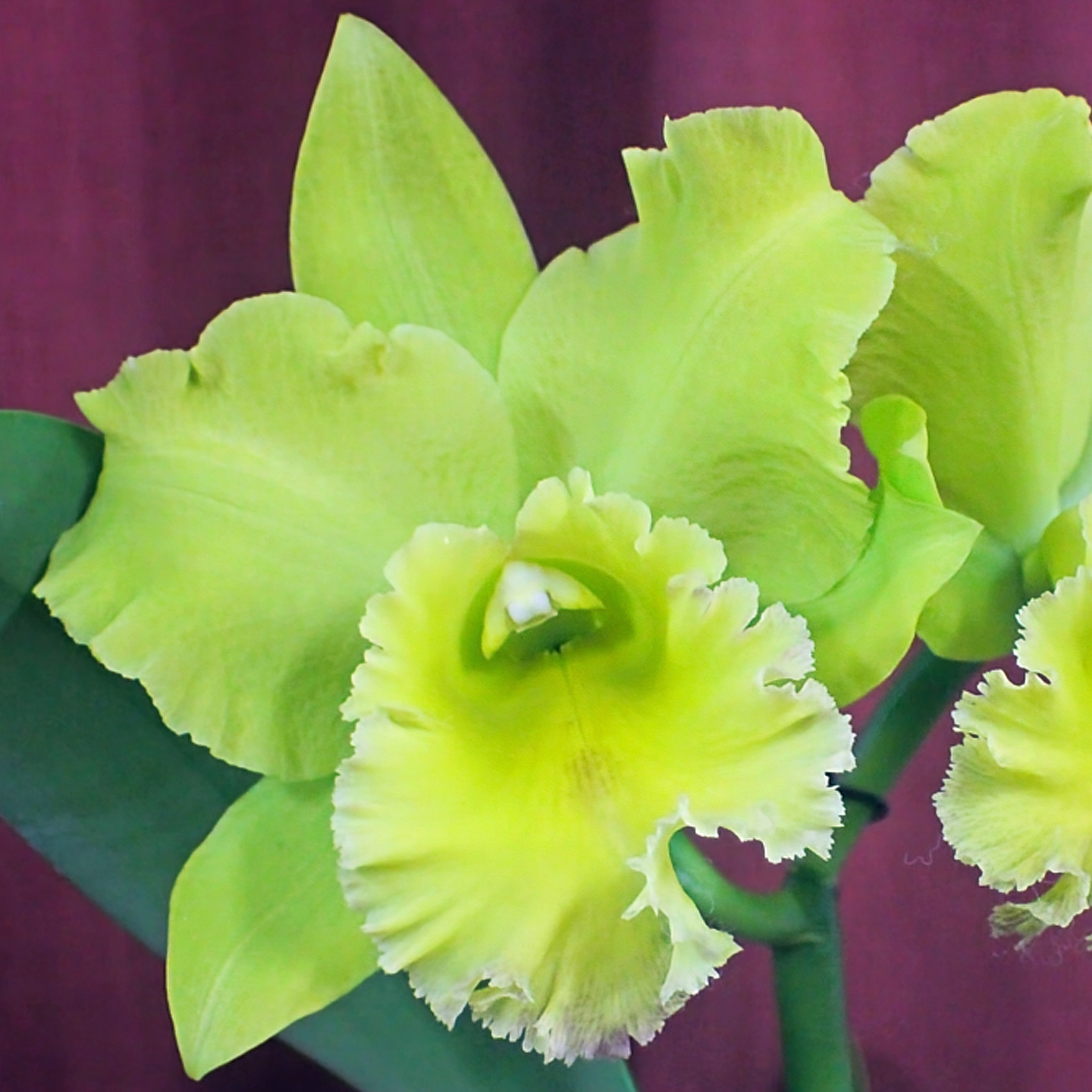 Rhyncholaeliocattleya Village Chief Green ‘Tainan ‘ AM/NZOS