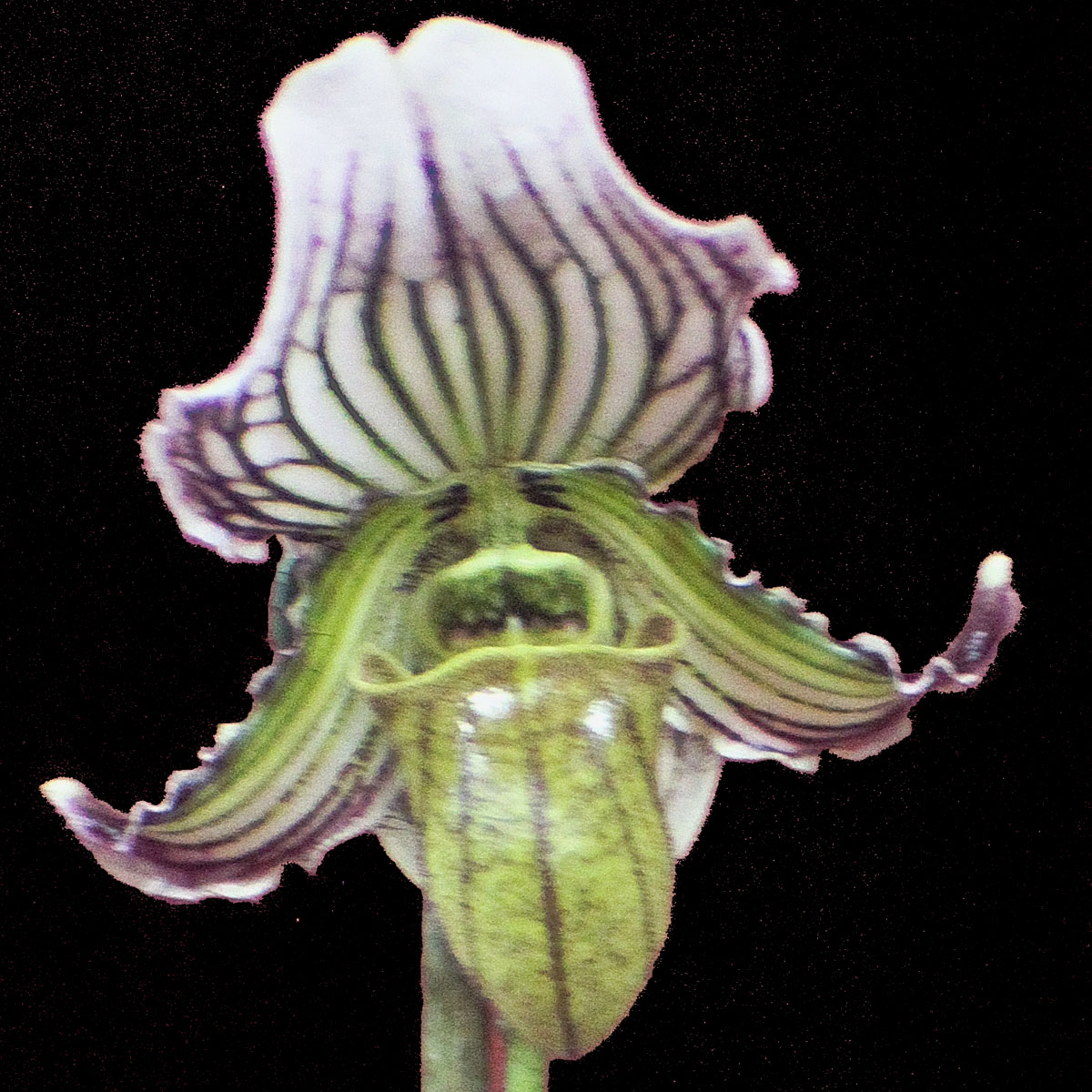 Paphiopedilum faireanum ‘Lady Jess‘ HCC/NZOS
