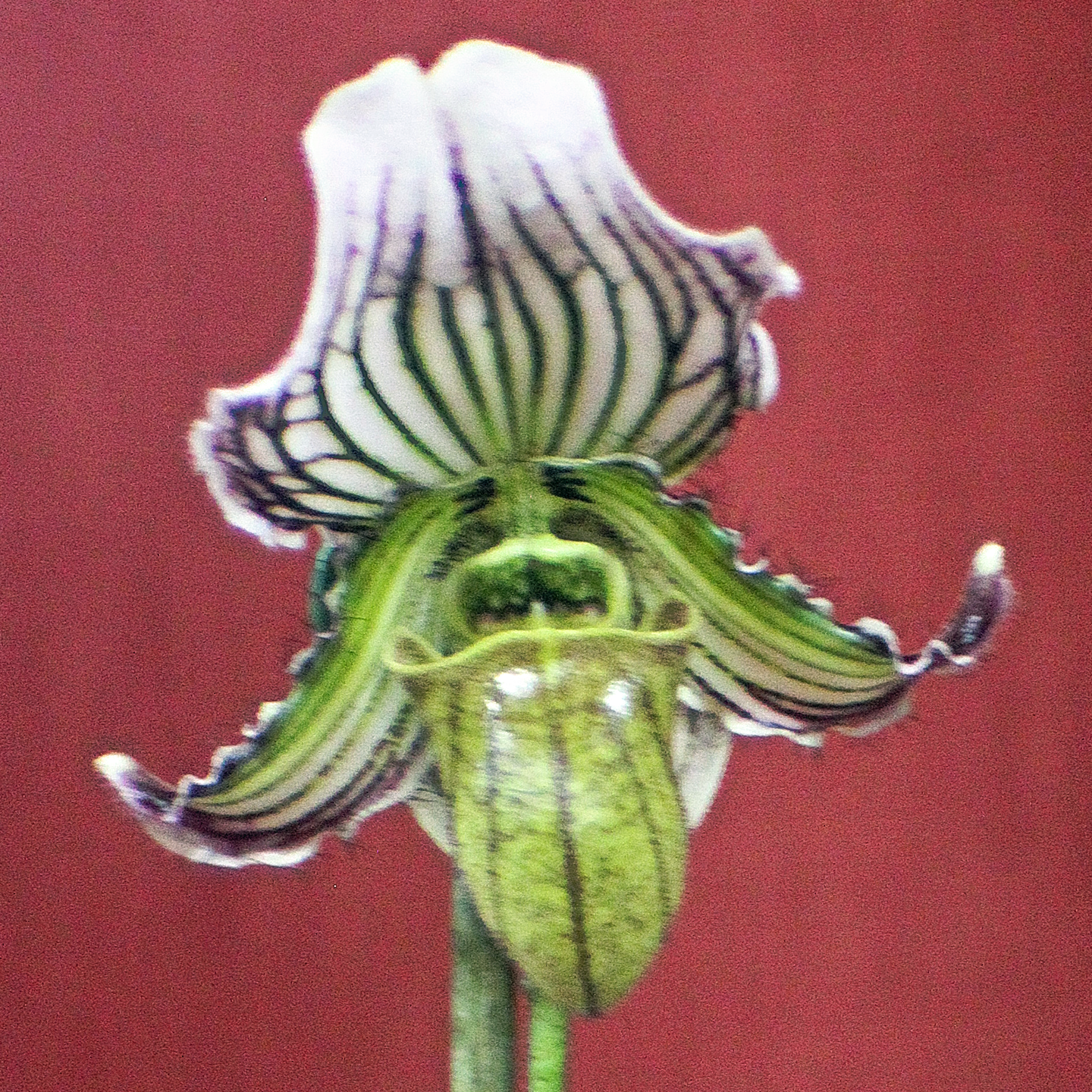 Paphiopedilum faireanum ‘Lady Jess‘ HCC/NZOS