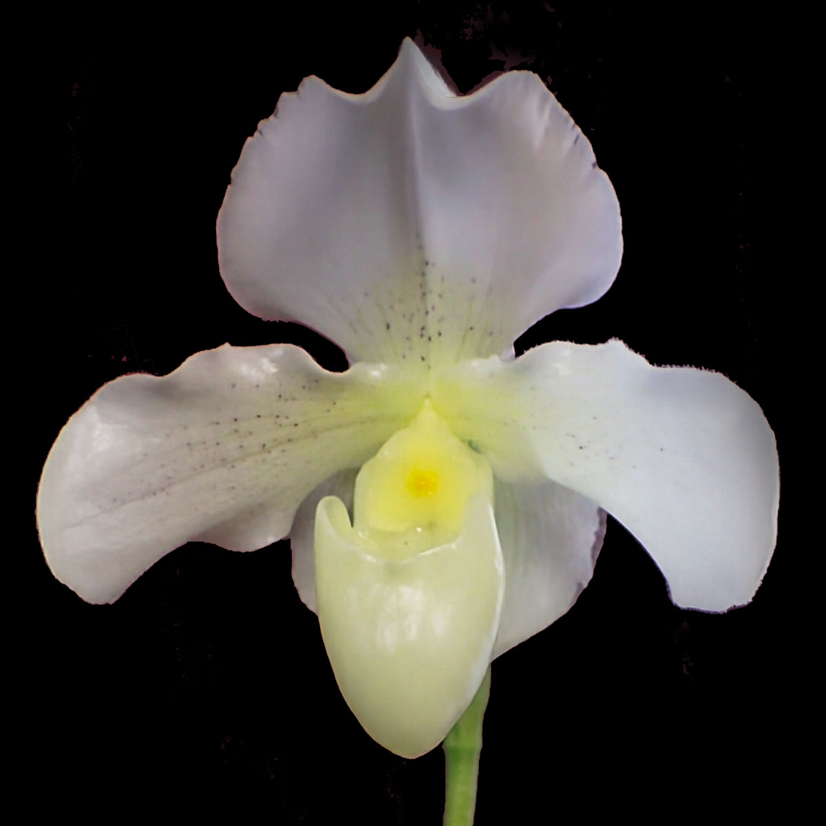 Paphiopedilum Silvara 'Taupiri', AM/NZOS
