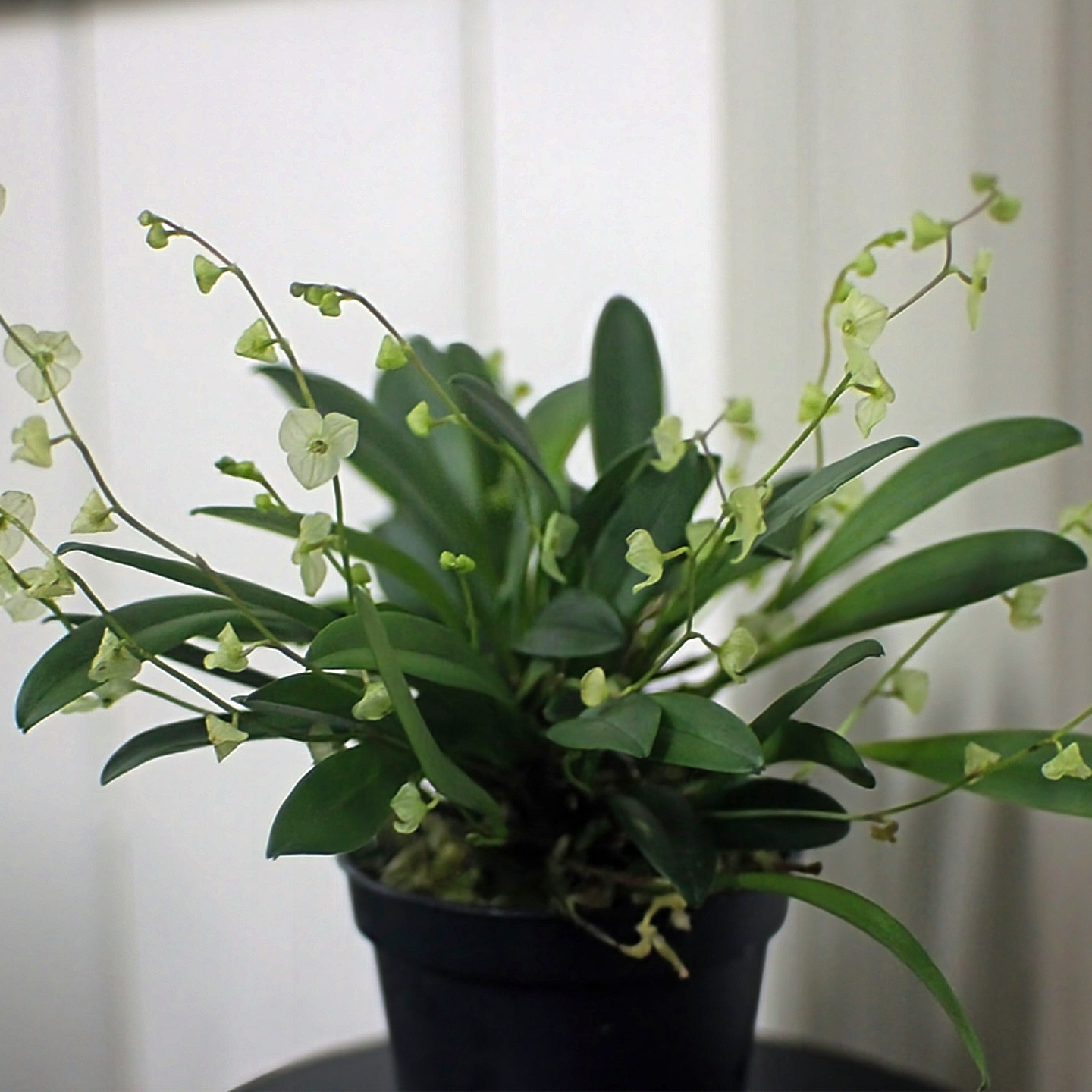 Stellis guianensis ‘Misty‘ CC/NZOS