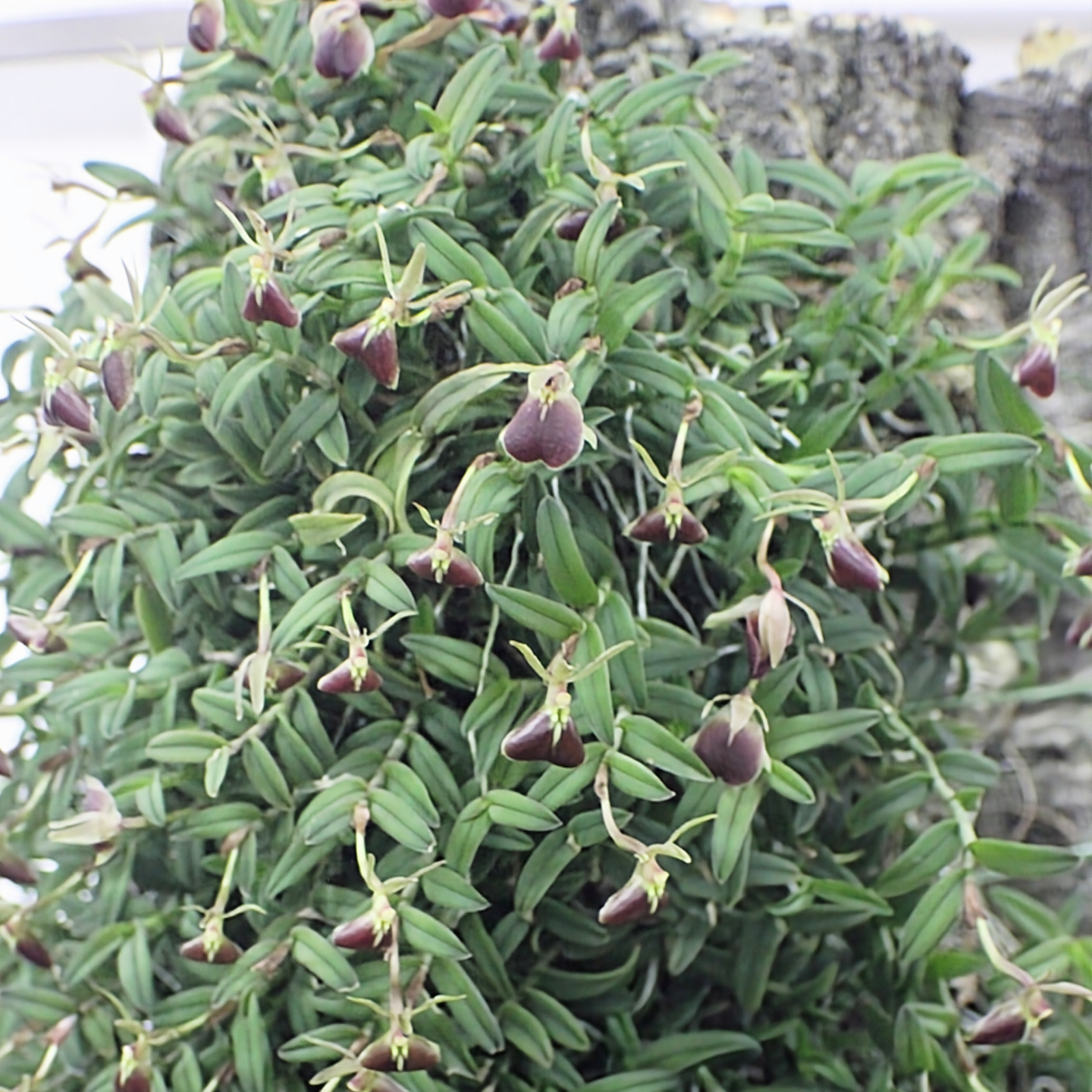 Epidendrum porpax ‘Bumblebee‘ CC/NZOS