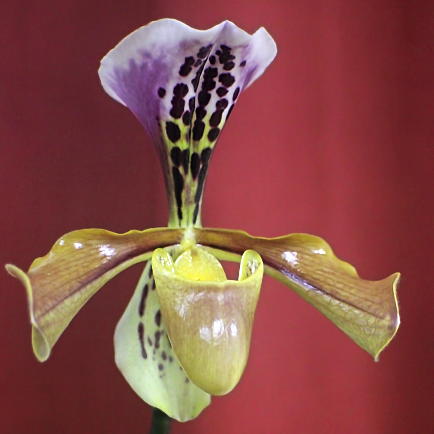 Paphiopedilum gratrixianum ‘Hugging Bear‘ HCC/NZOS