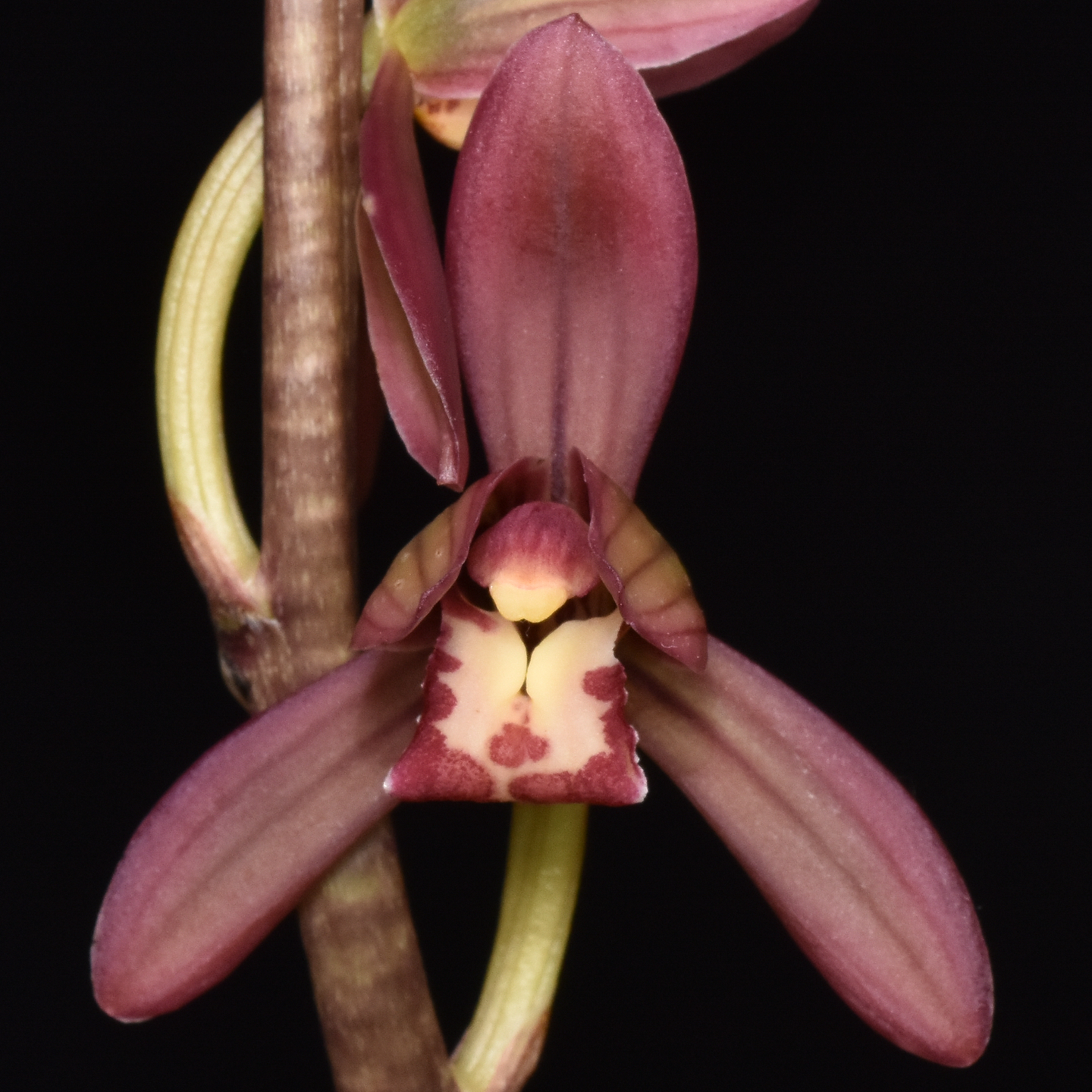 Cymbidium sinense ‘He Guan‘ AD/NZOS