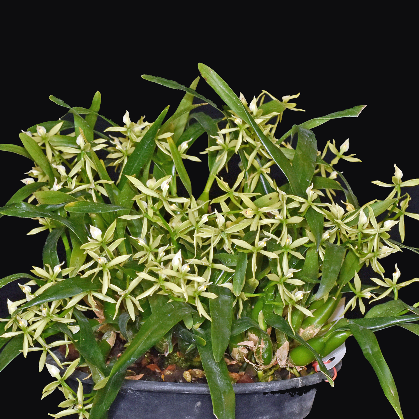 Prosthechea calamaria ‘Waverley’ CC/NZOS