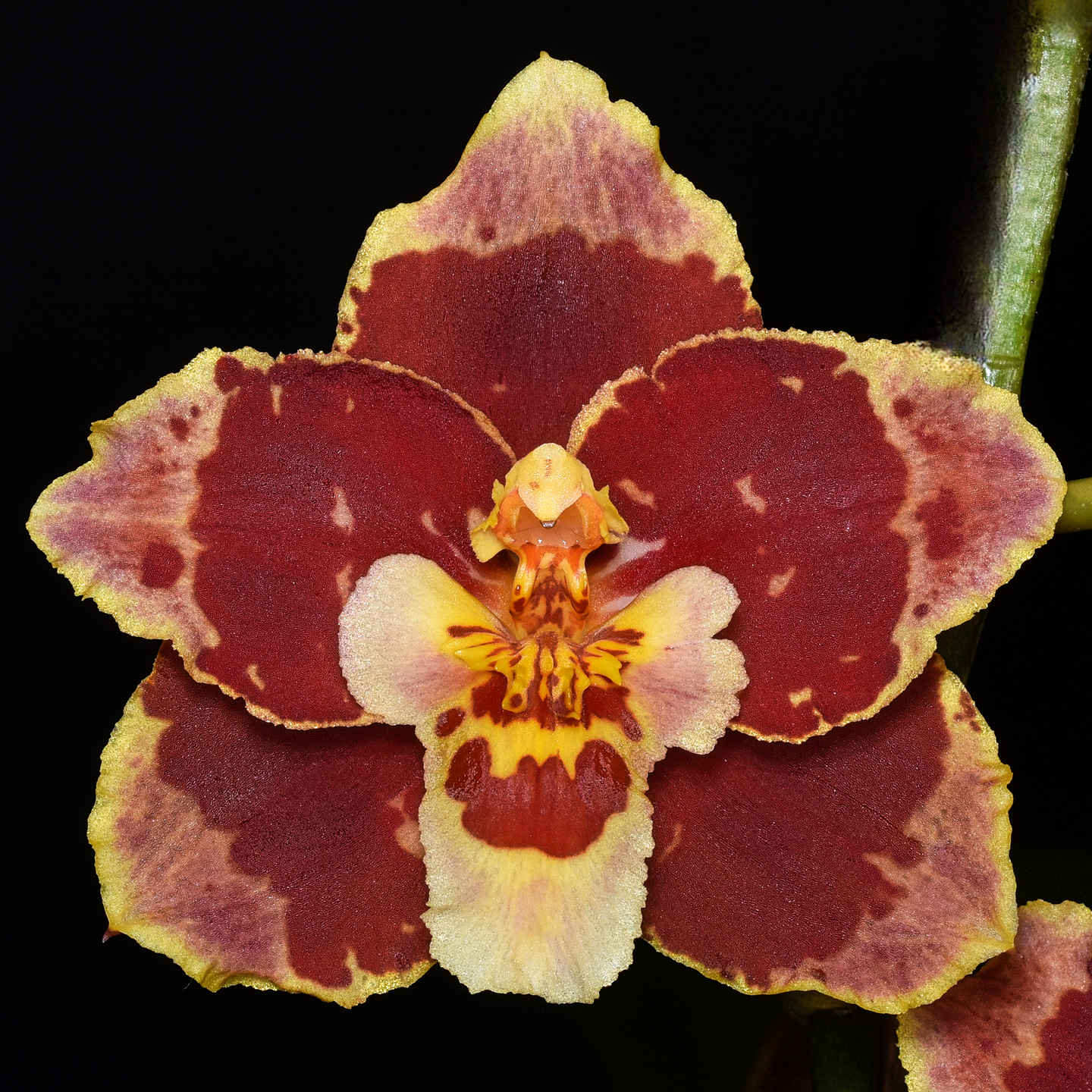Oncidium Inquisitive Margot ‘Violet’s Shadow’ HCC/NZOS
