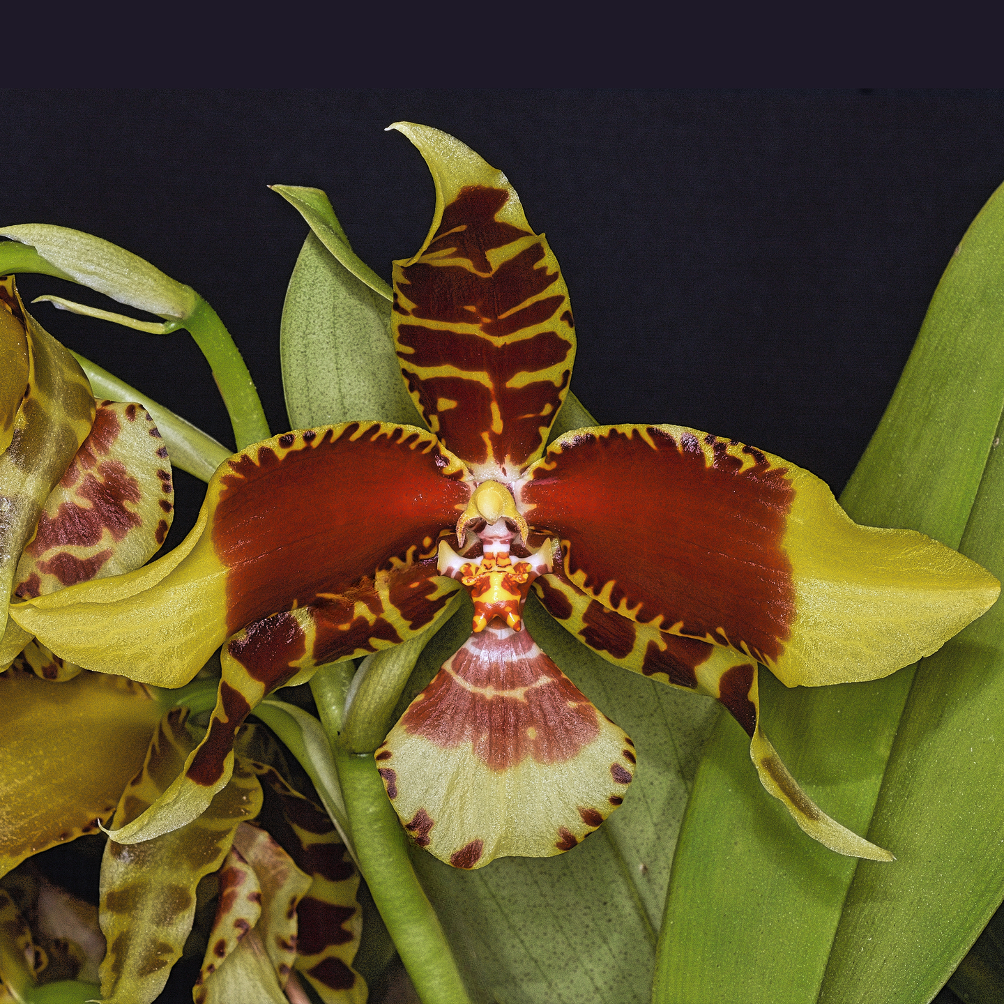 Rossioglossum Rawdon Jester ‘Great Bee’ HCC/NZOS