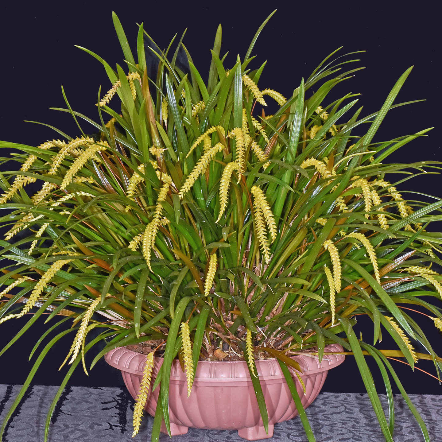 Dendrochilum javieriense ‘Vicki’ CC/NZOS
