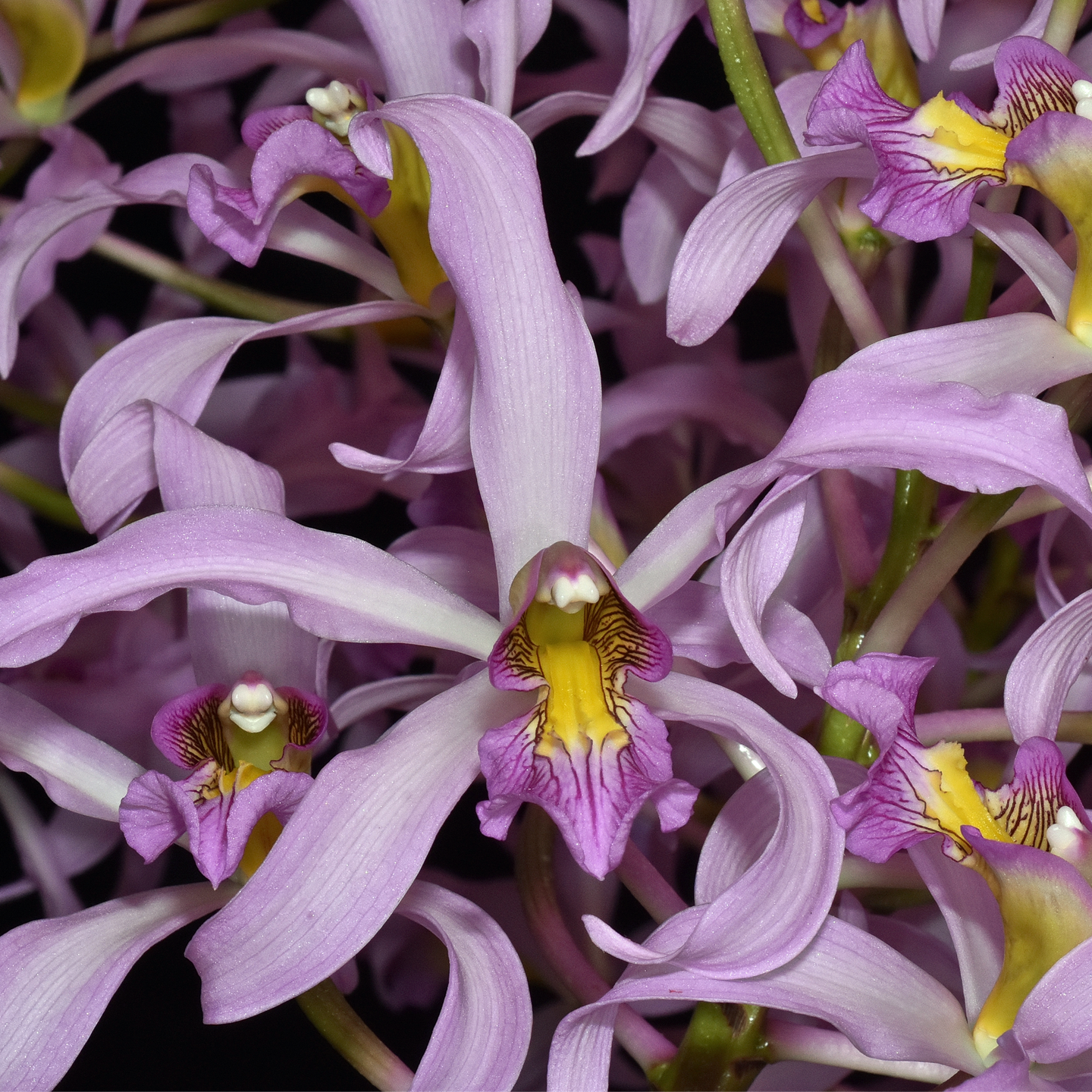 Laelia superbiens ‘Leroy’ AM/NZOS, CC/NZOS