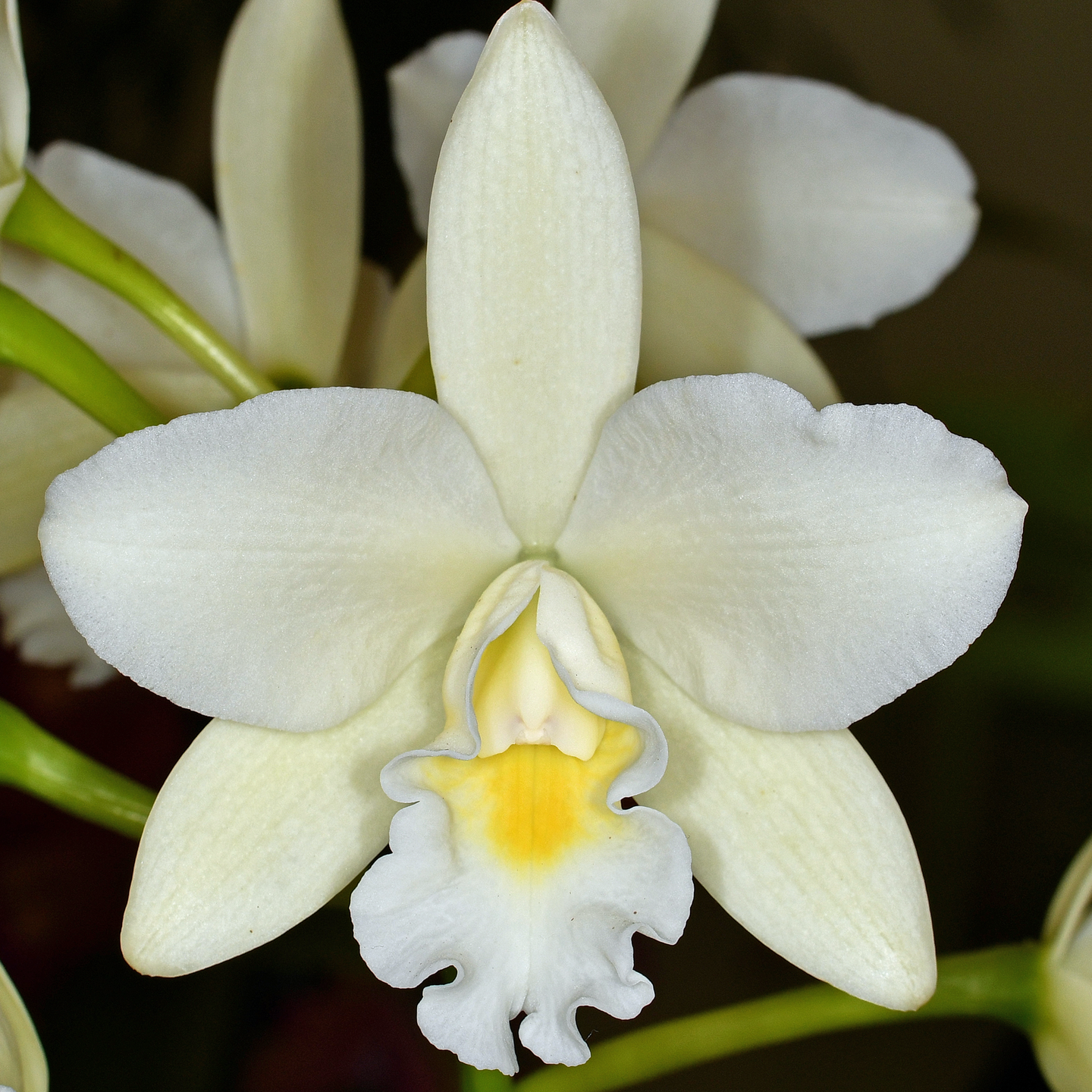 Proguarleya Pure Passion ‘Queenie’ HCC/NZOS