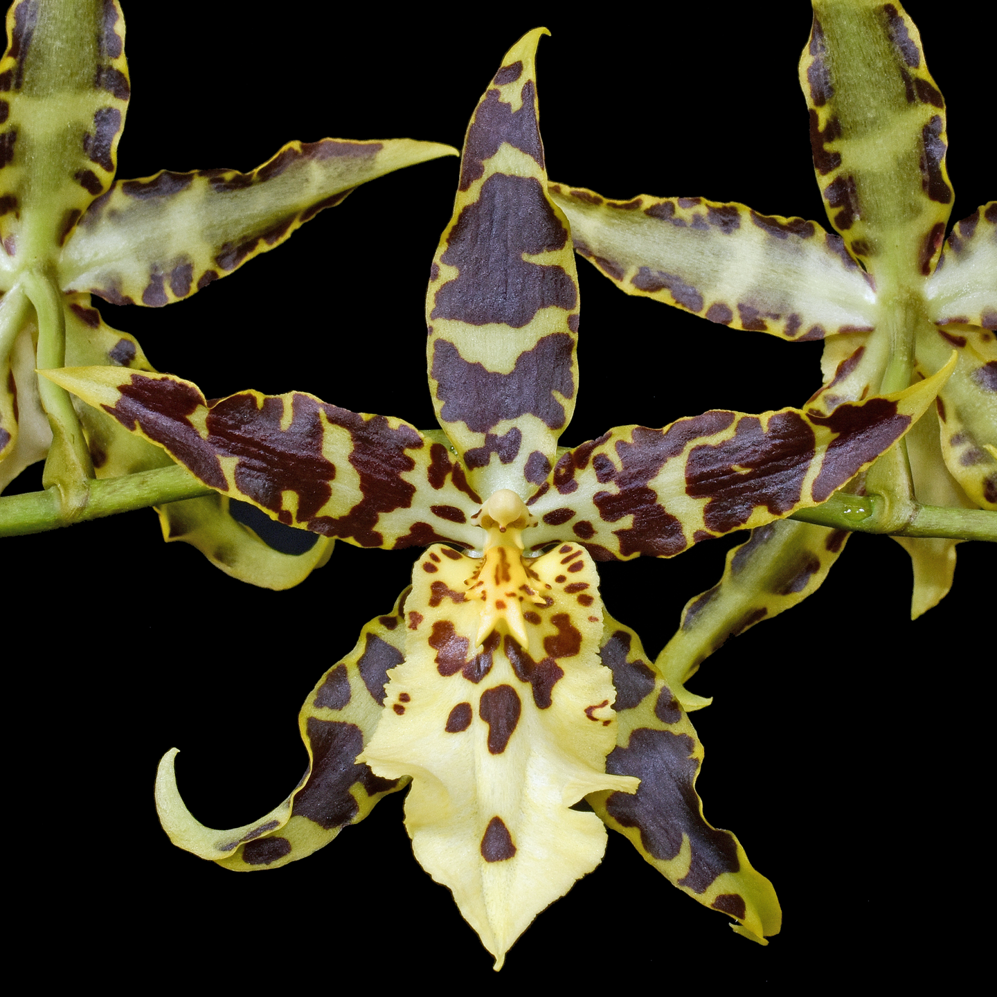 Brassidium Pagan Lovesong ‘Redvale‘ HCC/NZOS
