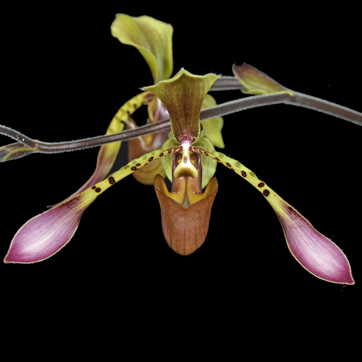 Paphiopedilum lowii ‘Webby ‘n Griffy’ AM/NZOS