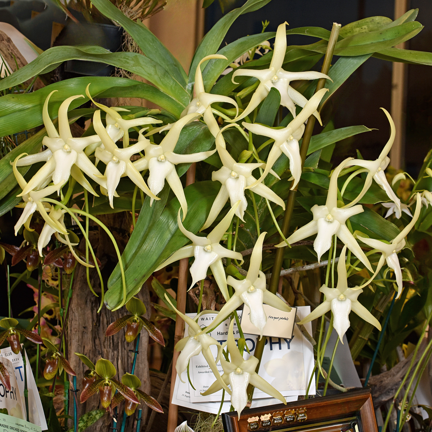 Angraecum sesquipedale ‘Mae Delia’ AM/NZOS