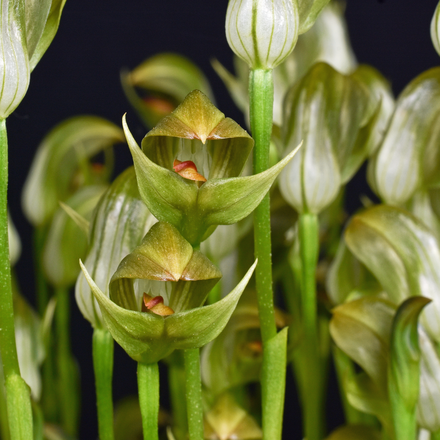 Pterostylis curta ‘Dabel’ CC/NZOS
