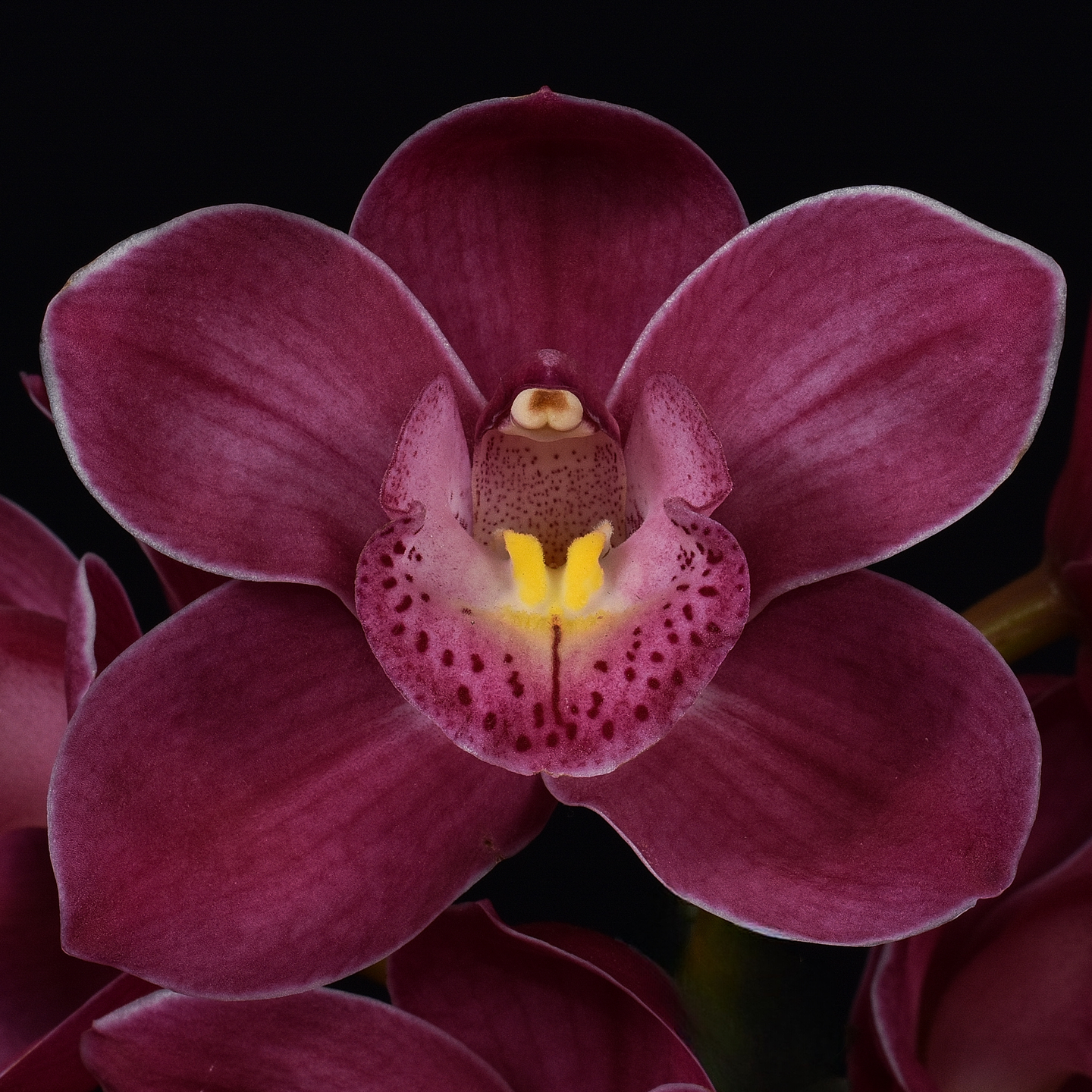 Cymbidium Valley Olympic ‘Pink Perfection’ HCC/NZOS