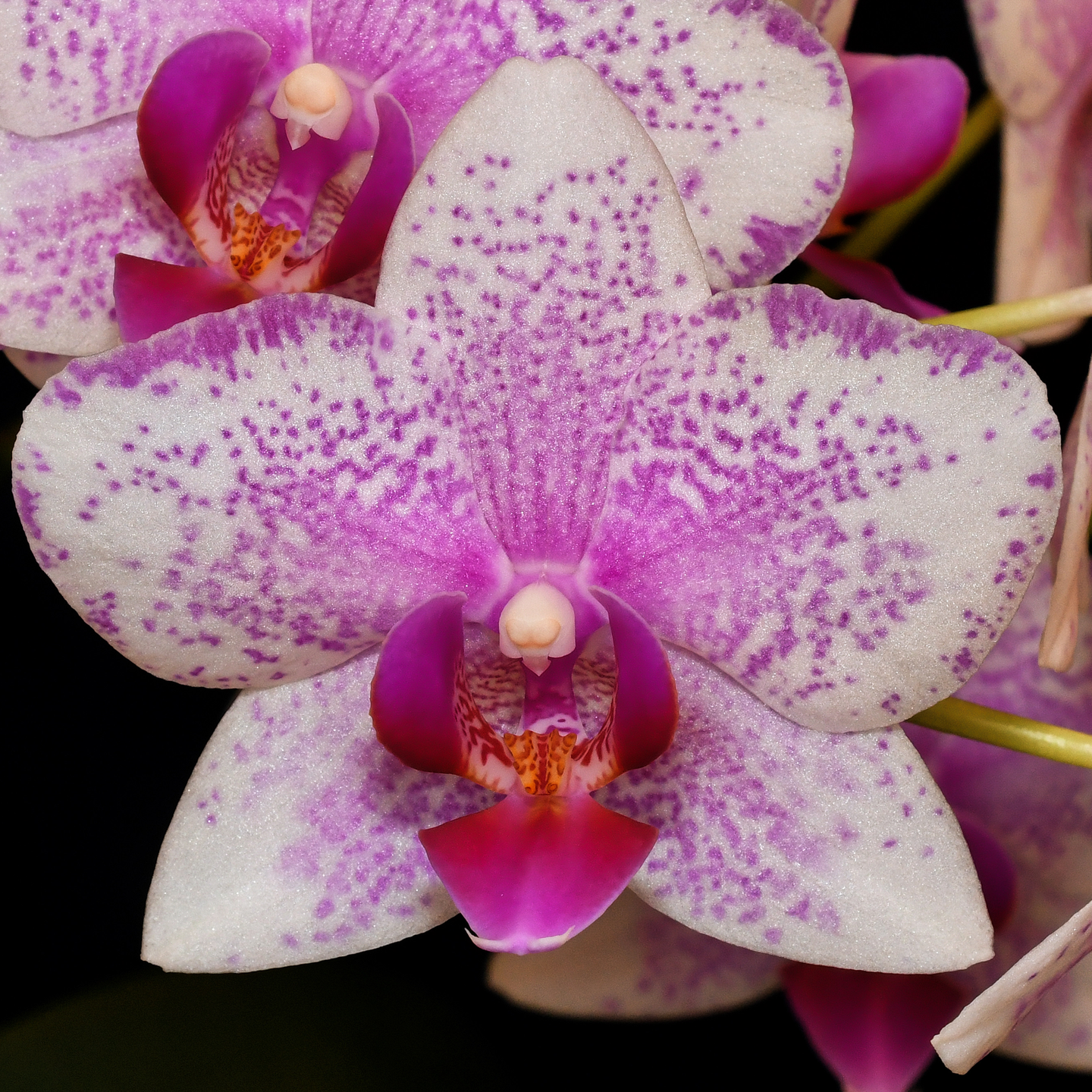 Phalaenopsis Rotterdam ‘Dusty Pink’ Certificate of Recognition/NZOS