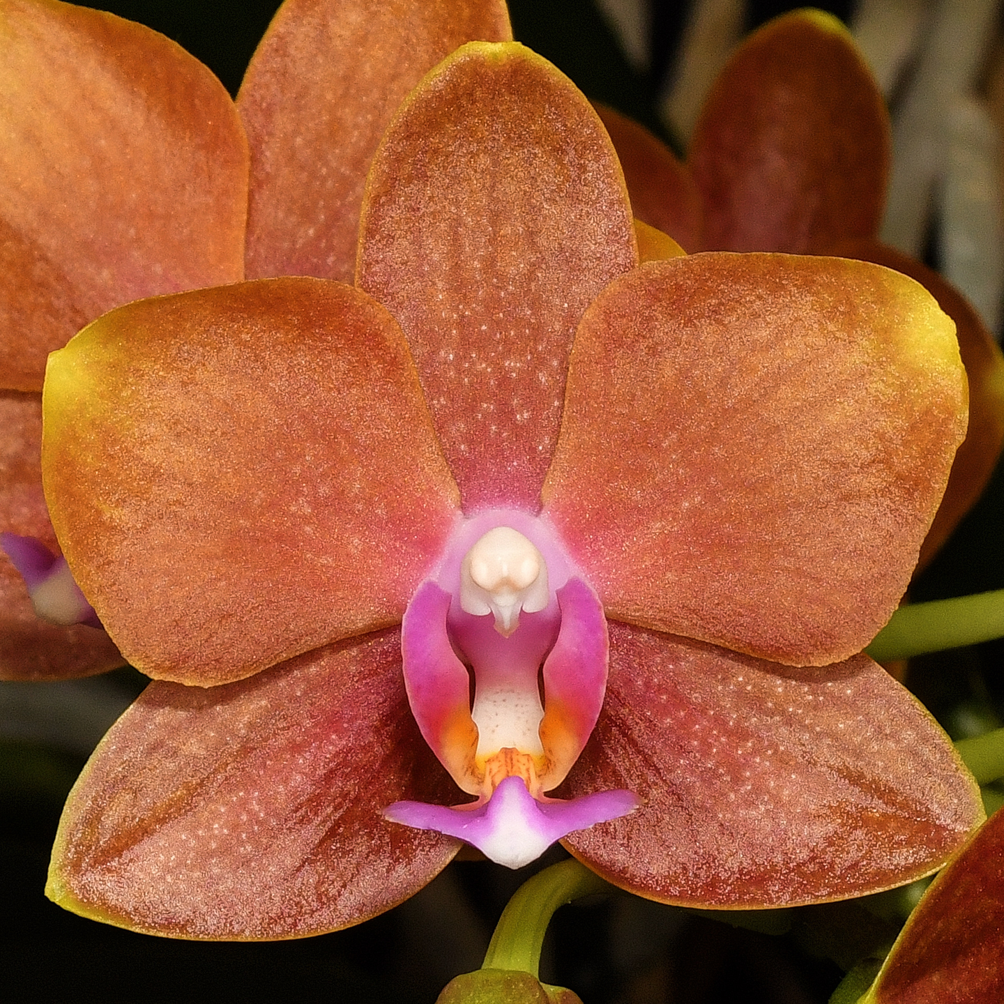 Phalaenopsis Charming Little Gold 'Sun Kissed' HCC/NZOS