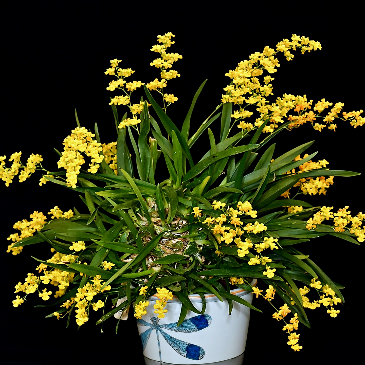 Oncidium cheirophorum ‘Kowhai’ CC/NZOS